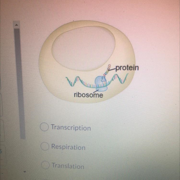 What Process is shown in this image?-example-1