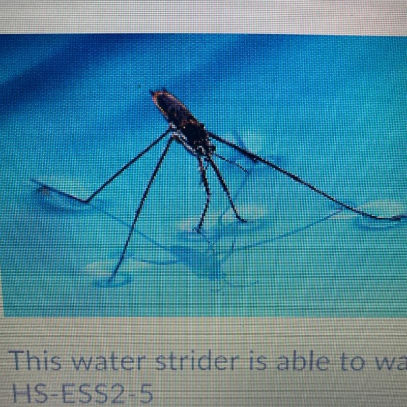 This water strider is able to walk on the water because of which property of water-example-1