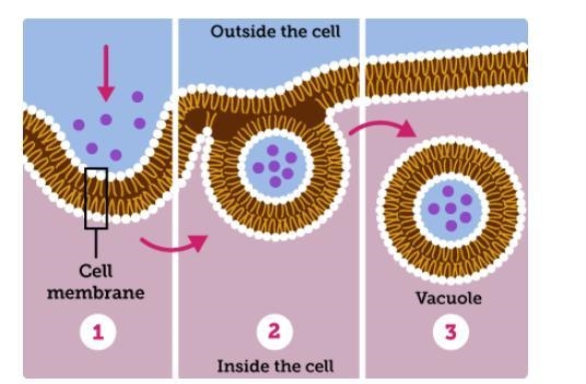 40 POINTS!!! The diagram is a model of one way that materials move into a cell. Which-example-1