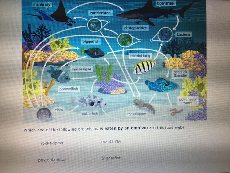 Which one of the following organisms IS EATEN BY AN OMNIVORE in this food web? If-example-1