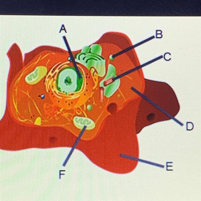 Identify the organelles labeled-example-1