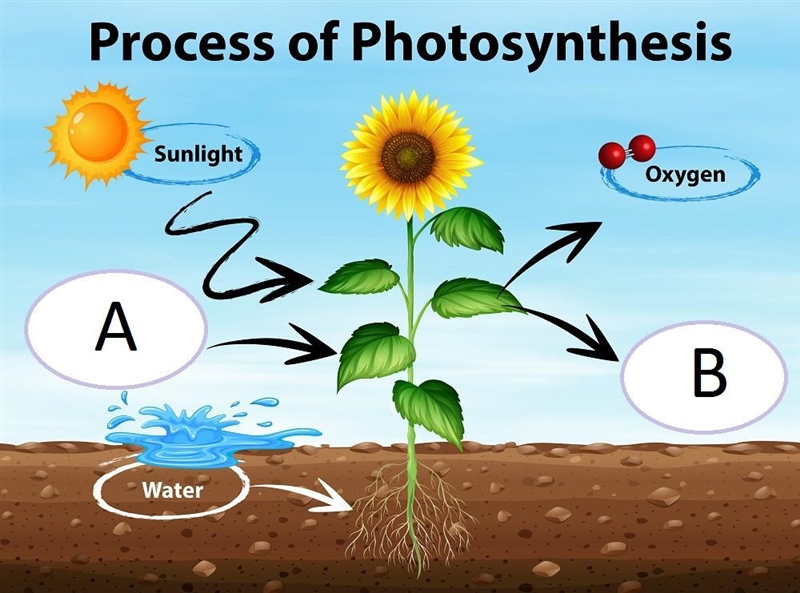 The following equation represents photosynthesis: [A] + Water + Sunlight --> [B-example-1