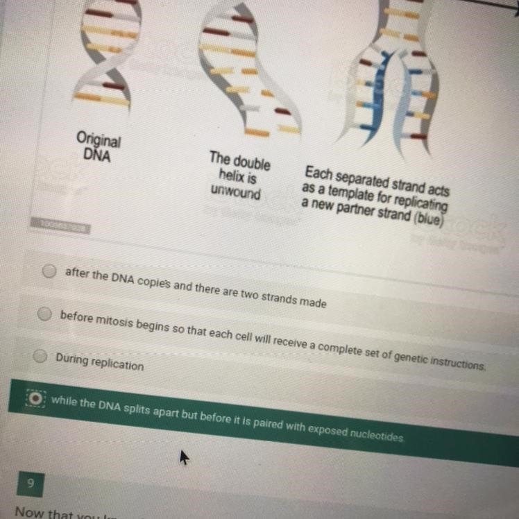 When must the process of DNA replication in a cell be complete? options in picture-example-1