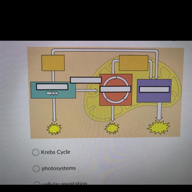 What process, as a whole, is best represented in this diagram? Krebs Cycle photosystems-example-1