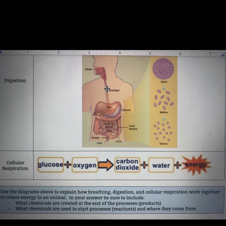 Use the diagram above to explain how breathing,digestion,and cellular respiration-example-1