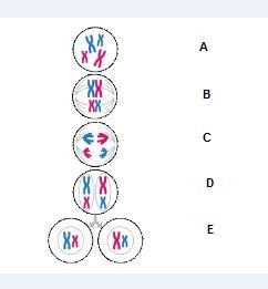 What is the step that is labeled D?-example-1