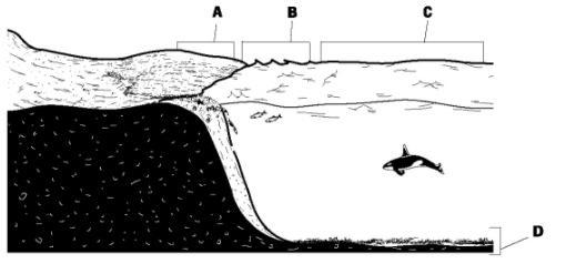 In the figure above, which letter represents the benthic zone?-example-1