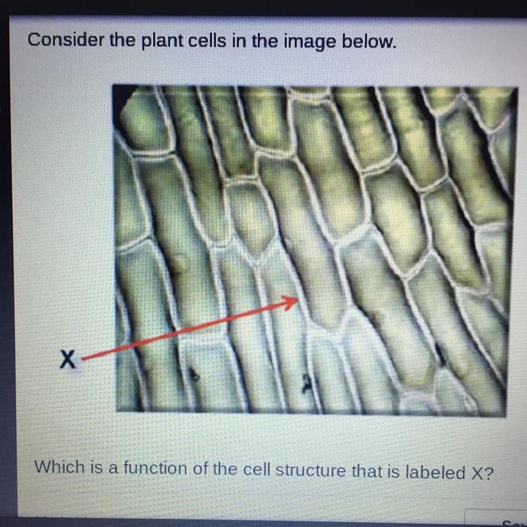 Consider the plant cells in the image below. Х Which is a function of the cell structure-example-1