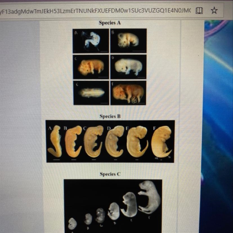 PLEASE ASAP Compare the development of embryos from species A-C. Based on your observations-example-1