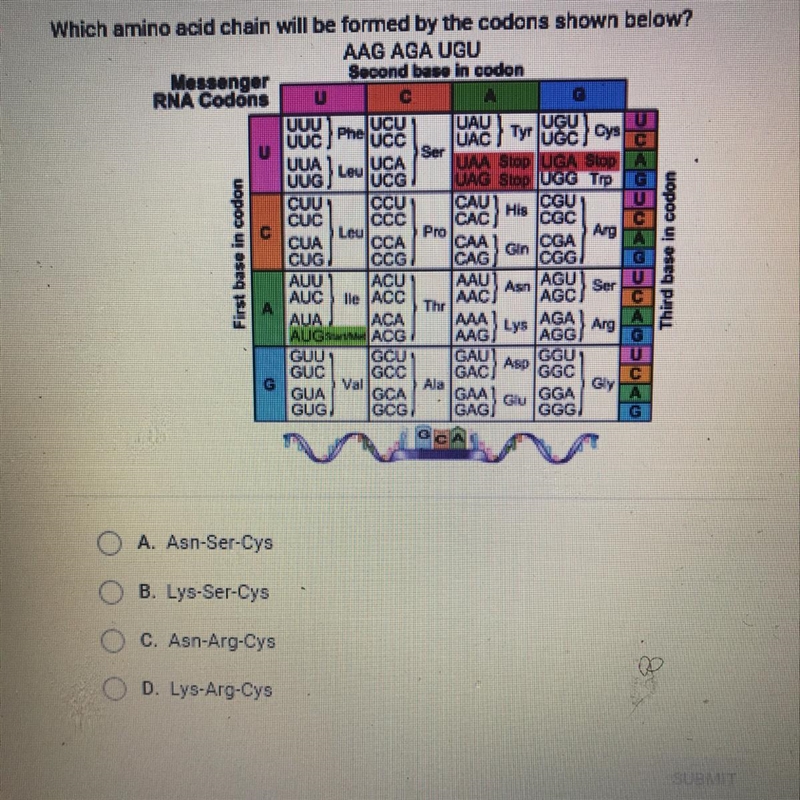 Which amino acid chain will be formed by the codons shown below? AAG AGA UGU Messenger-example-1