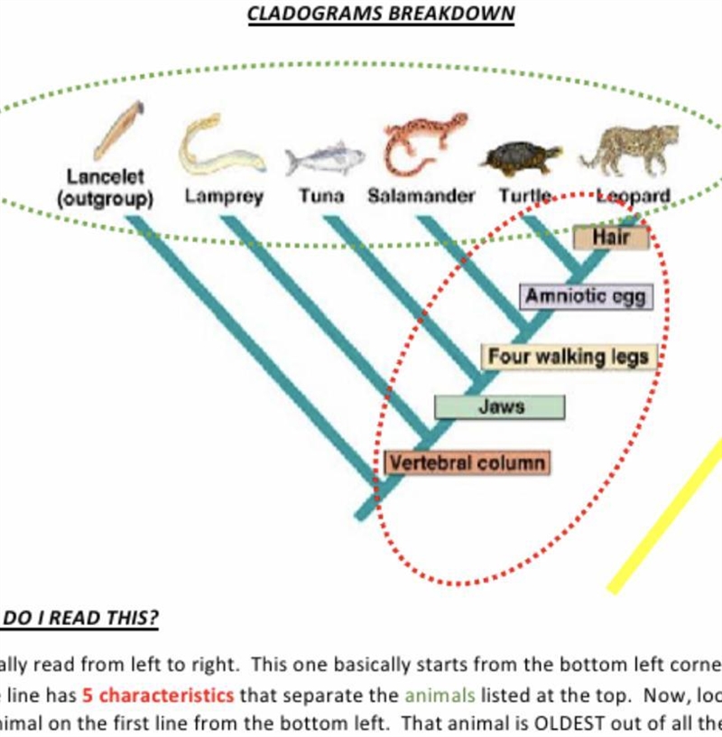 Identify which are more closely related – (1) salamander and tuna OR (2) leopard and-example-1