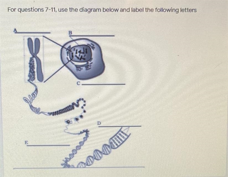 Can someone help me label these. The options are, Chromosome, nucleus, cell, and base-example-1