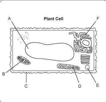 (Redo, I did the complete wrong question.) A. large central vacuole B. mitochondrion-example-1