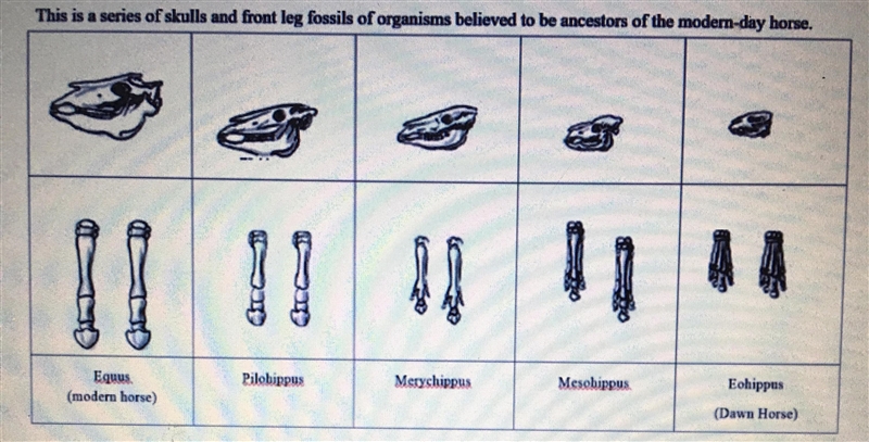 Give two similarities between all five of the skulls shown below.-example-1