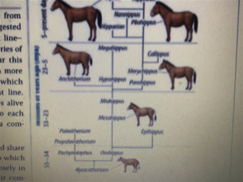 I NEED HELLLLLLP!! which horse is the common ancestor to all horse species-example-1