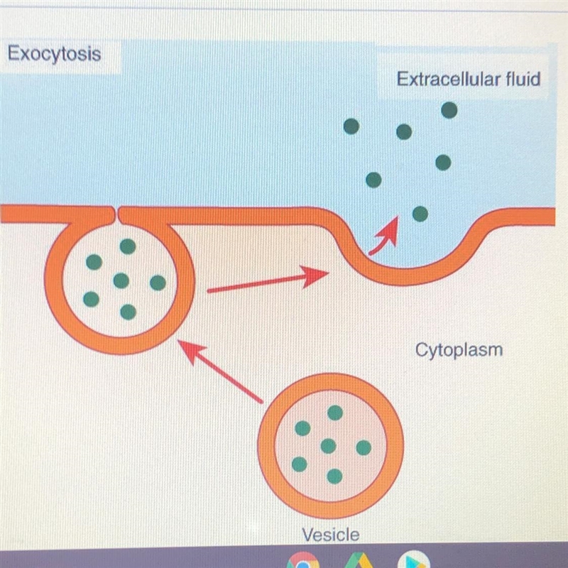 ⚠️⚠️which of the following statements is true for exocytosis⚠️⚠️ A) it does not require-example-1