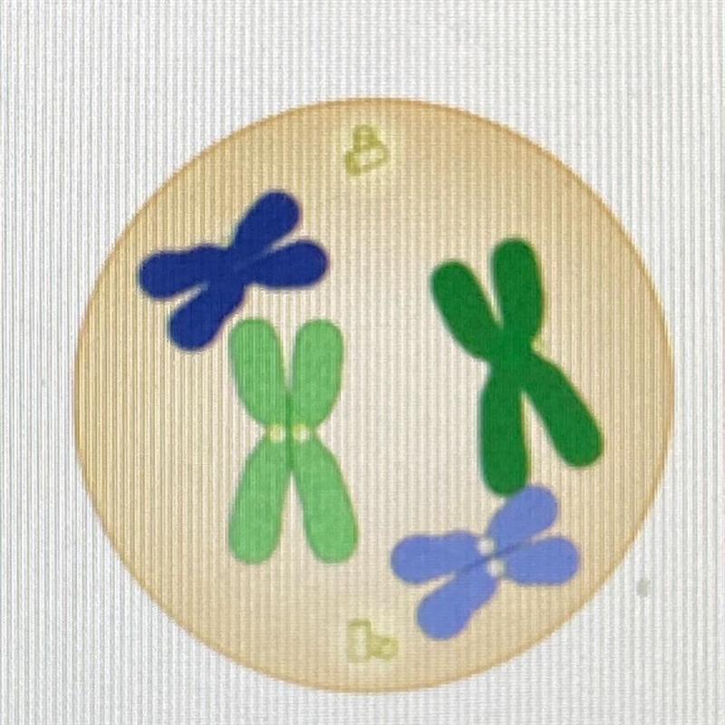 How many chromosomes does this cell have?-example-1