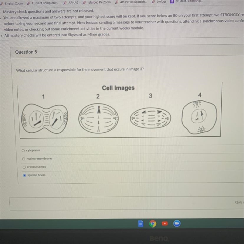 What cellular structure is responsible for the movement that occurs in image 3? IMAGE-example-1