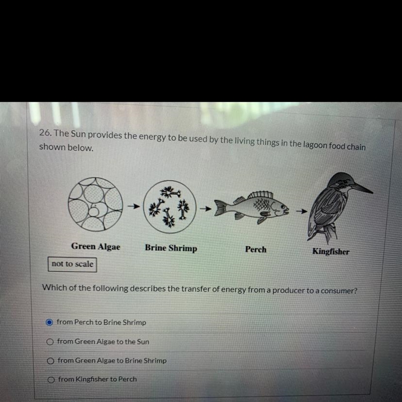 A-Perch to brine shrimp B-Green algae to the sun C-Green algae to Brine shrimp D-Kingfisher-example-1
