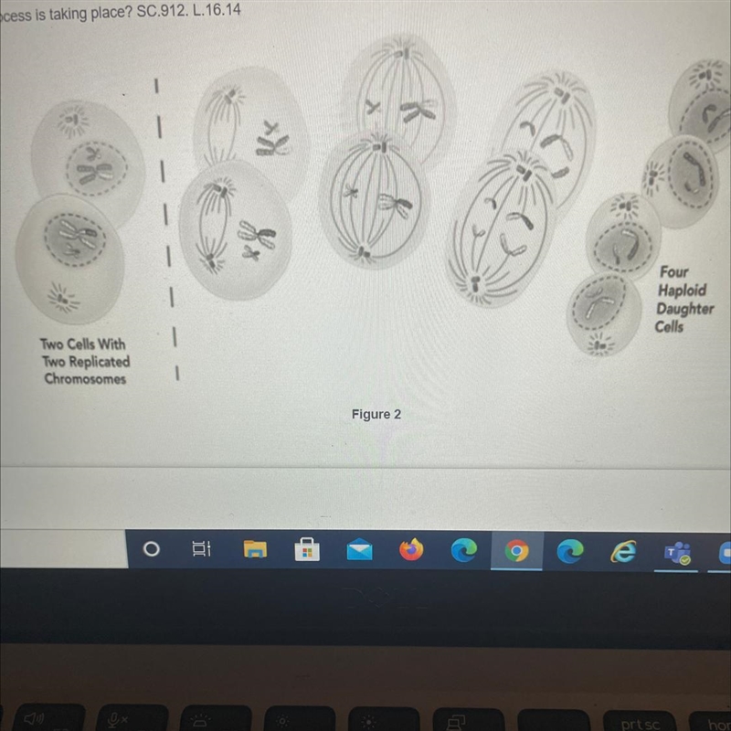 THIS IS EASY PLS HELP! Which process is taking place? A) Meiosis II B) Meiosis I C-example-1