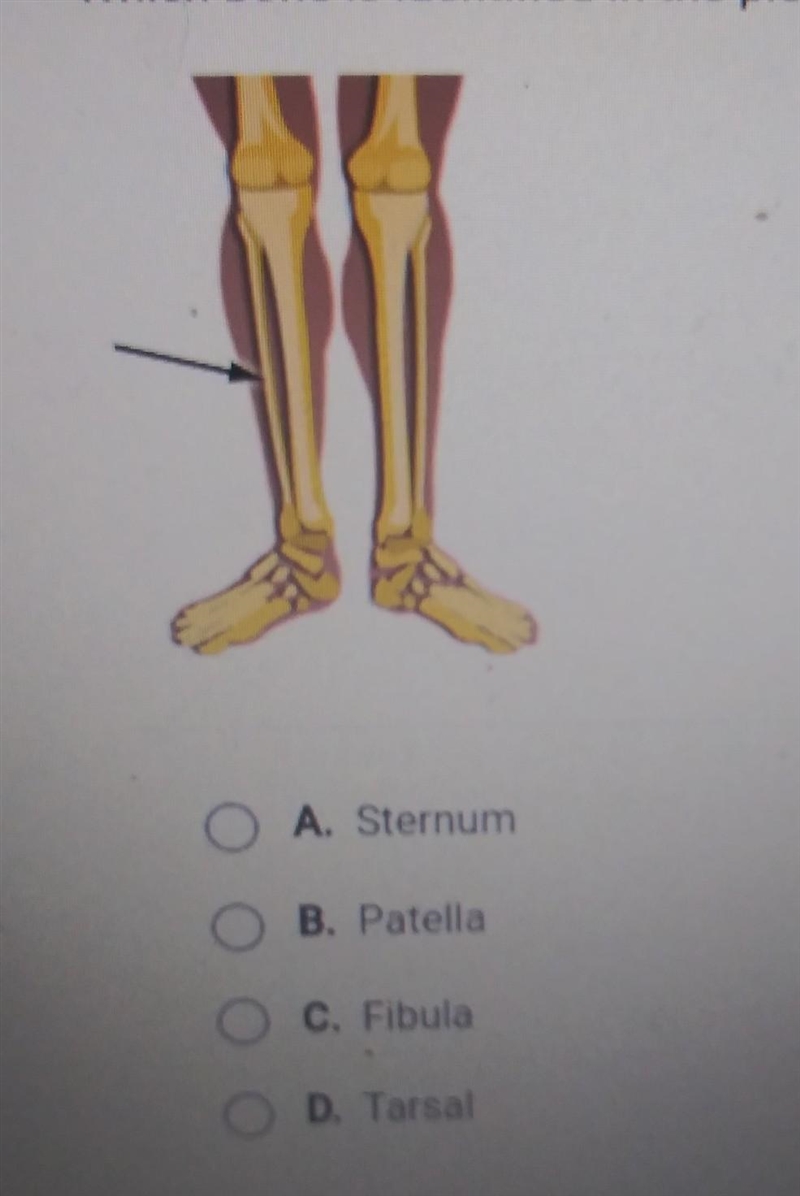 Which bone is identified in the picture below? A. Sternum B. Patella C. Fibula D. Tarsal-example-1