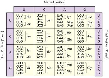 The following is a sequence of tRNA. AUGCAUUGA Which amino acid sequence is transcribed-example-1