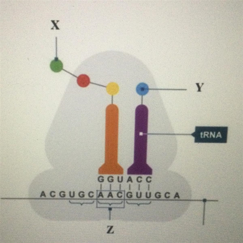 Identify the structure labeled X in the diagram Amino acid rRNA Codon Anticodon-example-1