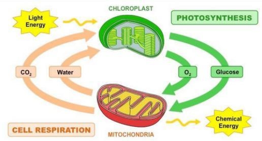 What are the products of photosynthesis?-example-1