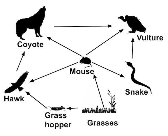 Please help What organism is a primary consumer in the food web? a. coyote b. hawk-example-1