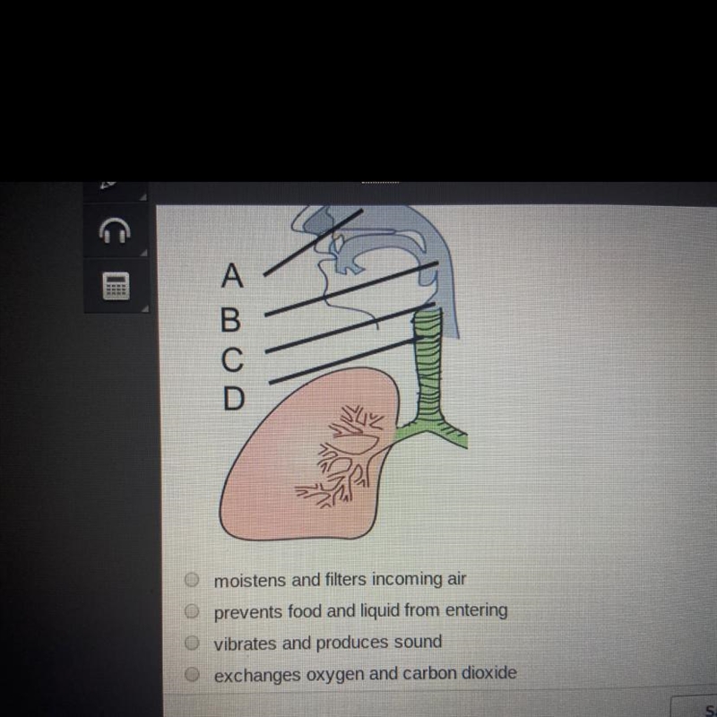 What is the function of the part that is labeled A?-example-1