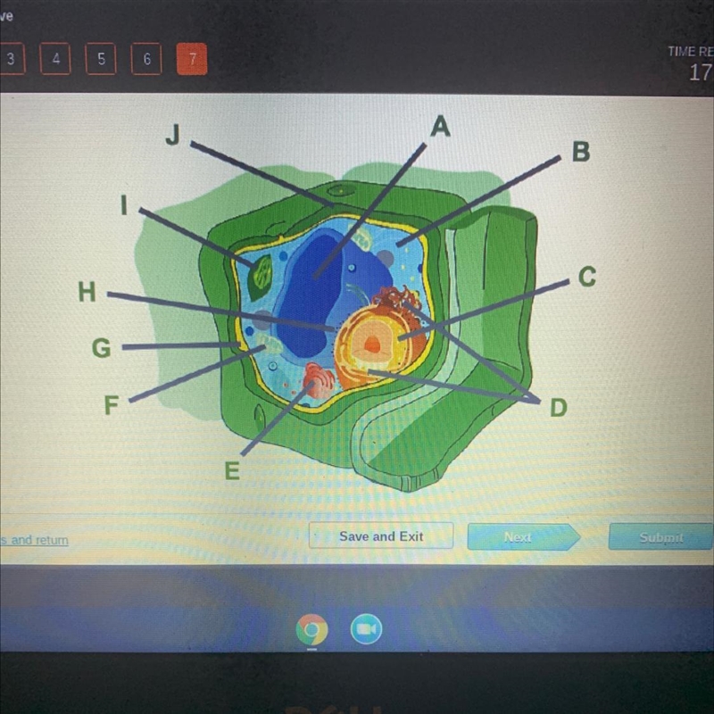 Which organelle is labeled A??? ^^ I’m sorry I honestly suck at biology lol-example-1