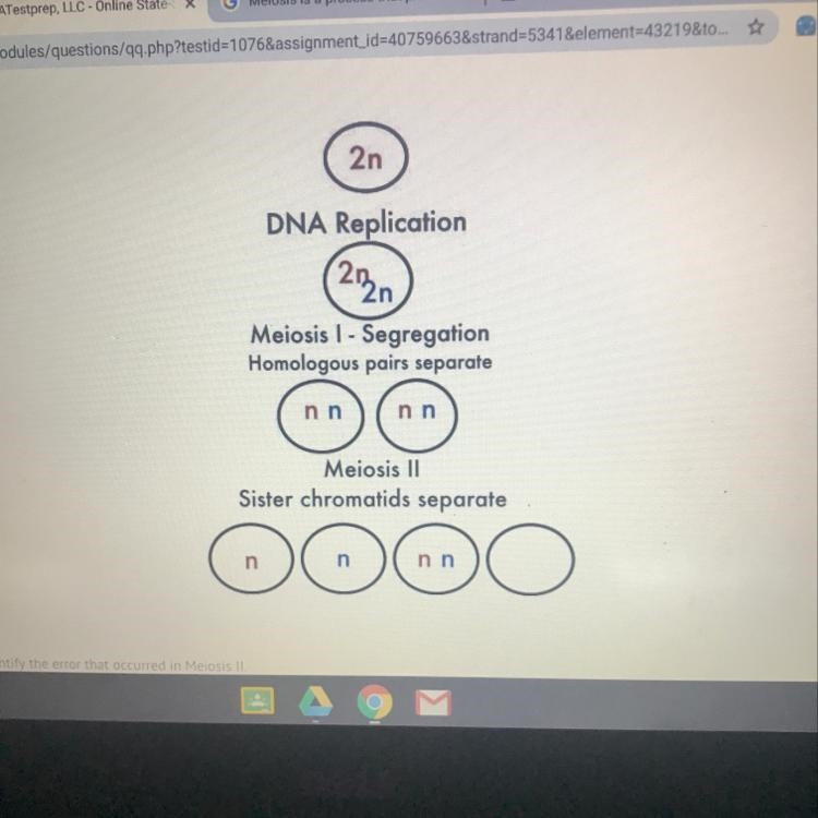 Indentify the error that occurred in meiosis II-example-1