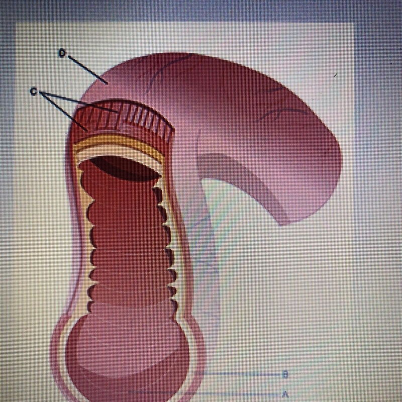 HELPPPP!!!!! Based on the diagram above, which of the following correctly describes-example-1