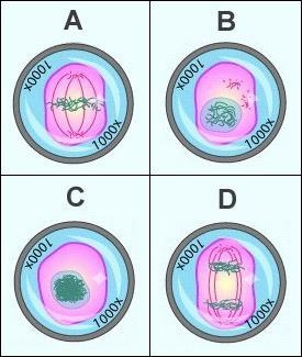 Please Help Due Soon!! Place the four images from the cell cycle in the correct chronological-example-1