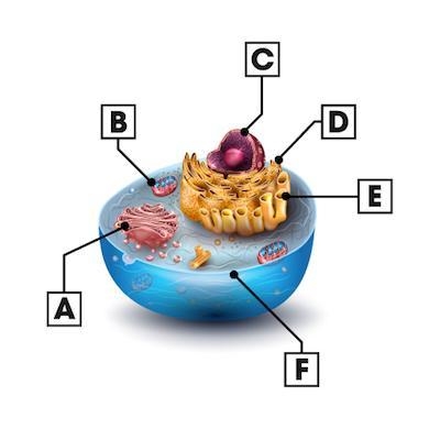 Where are ribosomes made? Picture A Picture B Picture C Picture D-example-1