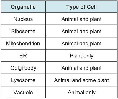 What are the errors in the table? Check all that apply. ER should be in both animal-example-1