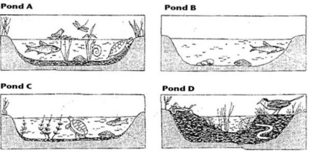 Put the Pond Succession in Order from the pioneer community to the climax community-example-1