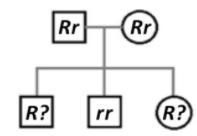 Help me please! what is the result and what are the generations you can answer one-example-1