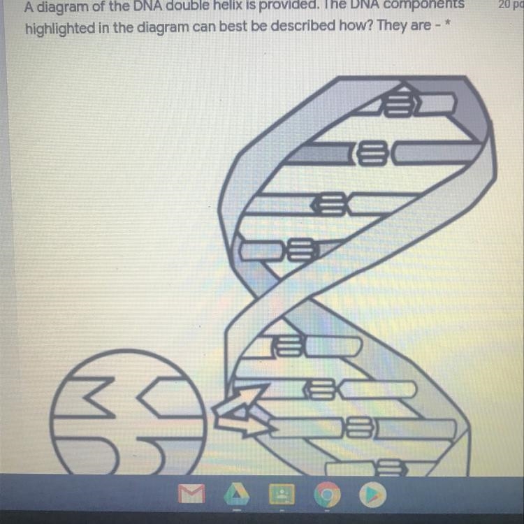 Only options A. The Sugar deoxyribose and a phosphate B. Genes, one from each parent-example-1