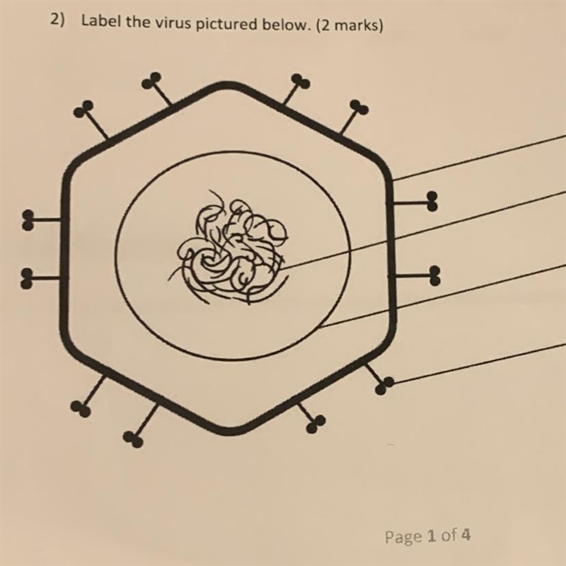 Pls Pls Pls help me!!! Label the virus pictured below.-example-1