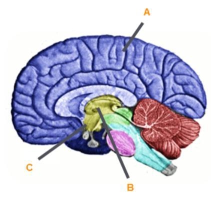 Identify the structures of the brain. Label A Label B Label C-example-1