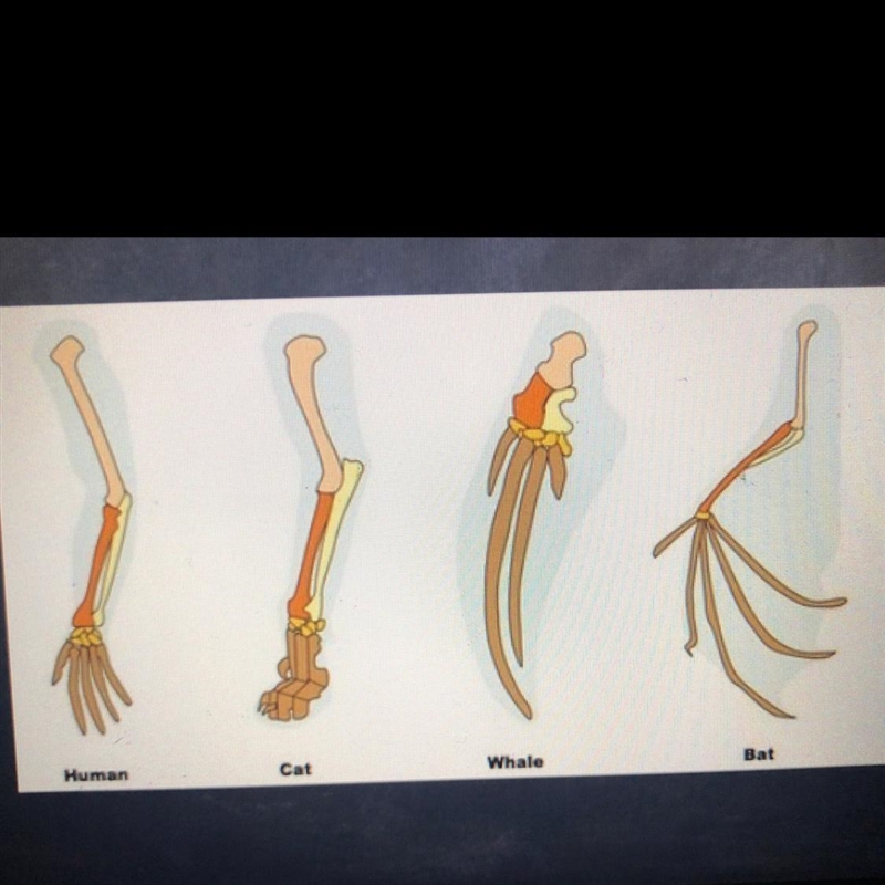 How does evolution explain the similar legs in mammals and explain why the function-example-1