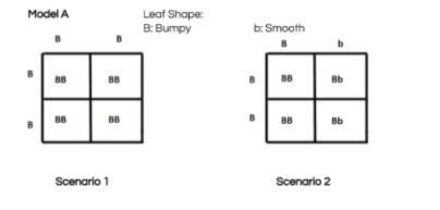 After making observations of the offspring in both Punnett squares, which Punnett-example-1