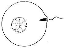 The picture below shows a sperm cell fusing with an egg cell during sexual reproduction-example-1