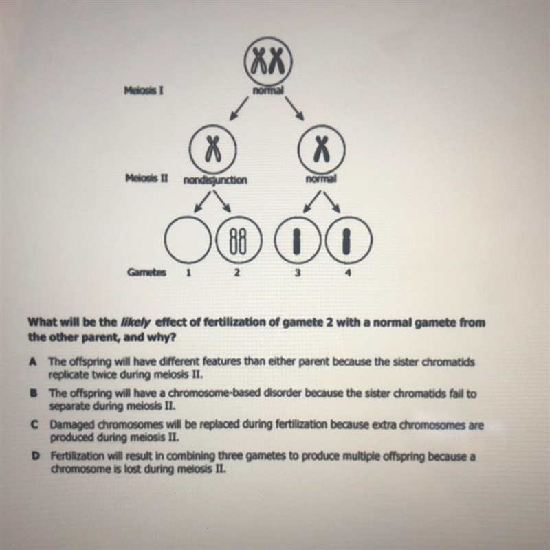 What will be the likely effect of fertilization of gamete 2 with a normal gamete from-example-1