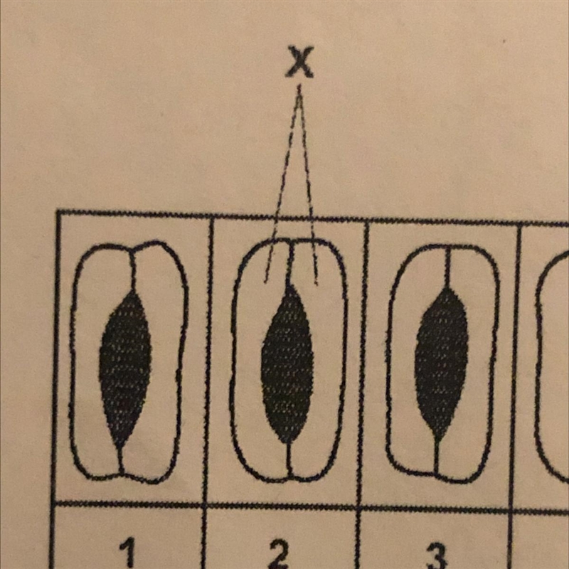 What is the cell labeled X-example-1