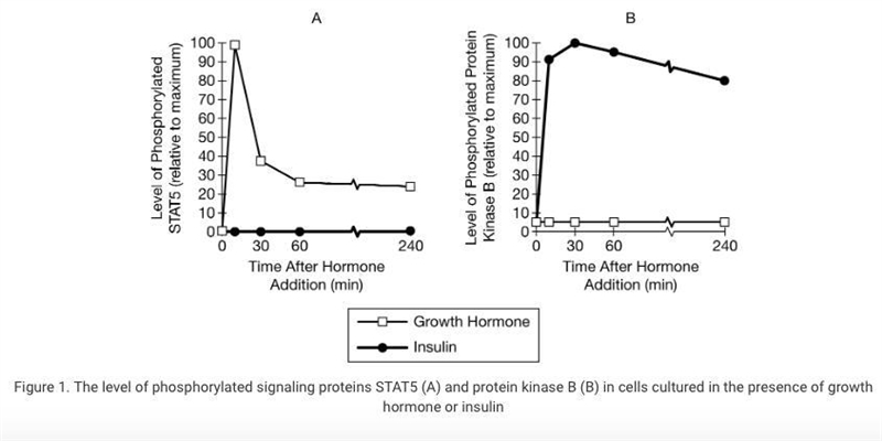 PLEASE HELP Growth hormone and insulin are protein hormones that regulate carbohydrate-example-1