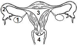 The diagram below shows the human female reproductive system. If a woman becomes pregnant-example-1