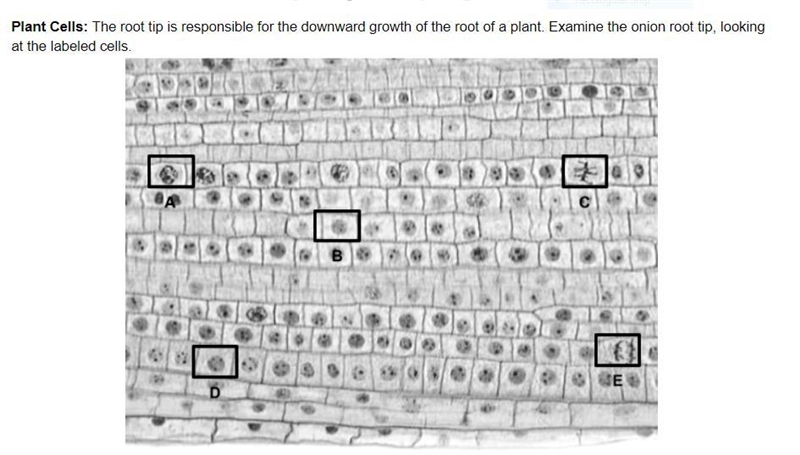 For what purpose is the root tip going through cell division?-example-1