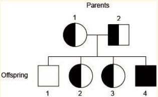 Sickle cell anemia is known to run in a family. A pedigree chart for this family is-example-1